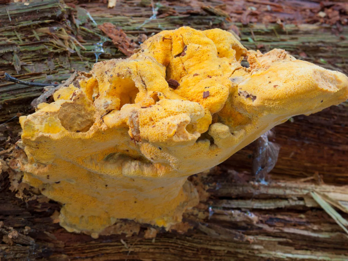 Orange Polypore