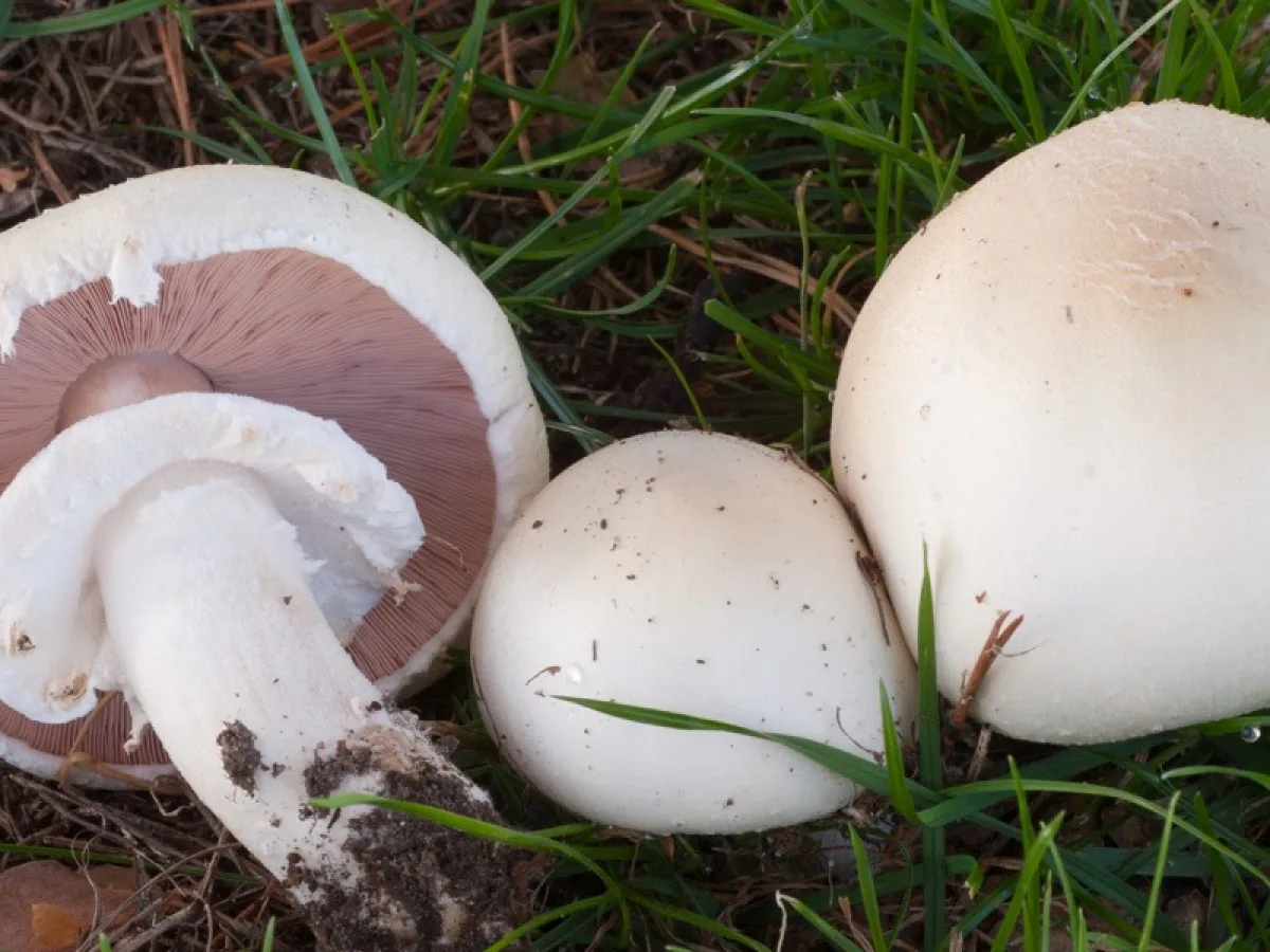 Horse Mushroom