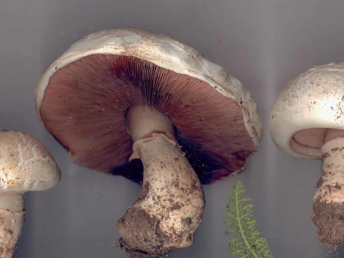 Salty Mushroom