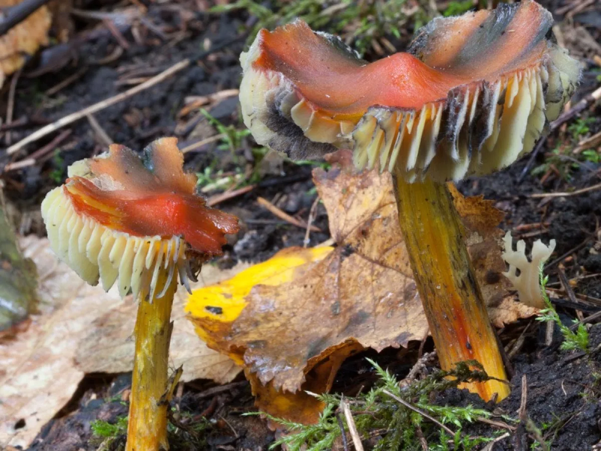 Blackening Waxcap