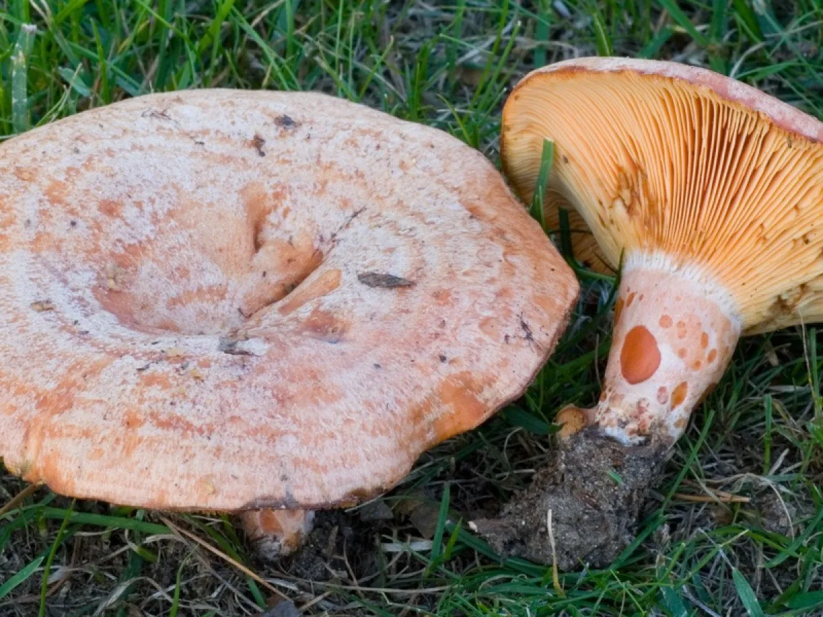 tallblodriska