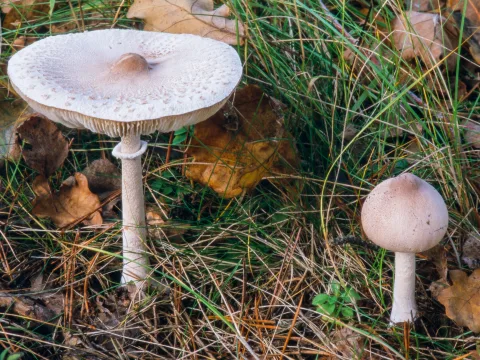 puckelfjällskivling