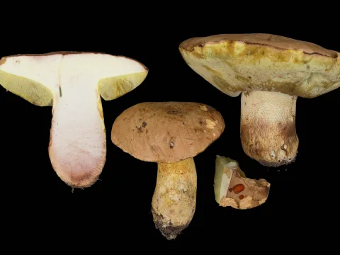 granbronssopp