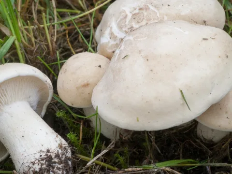 vårmusseron