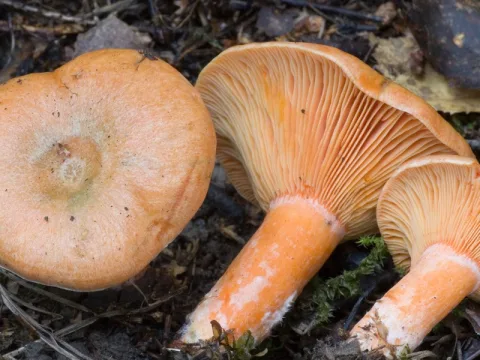 granblodriska