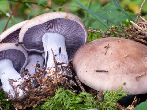 blåmusseron