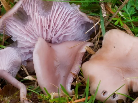 violmusseron