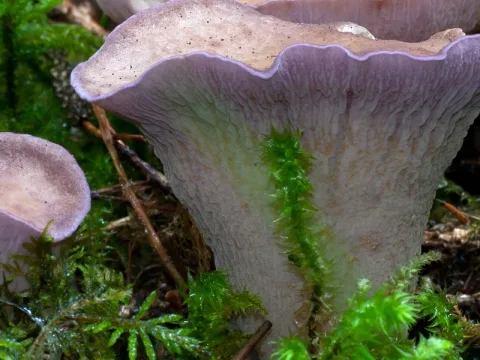 violgubbe